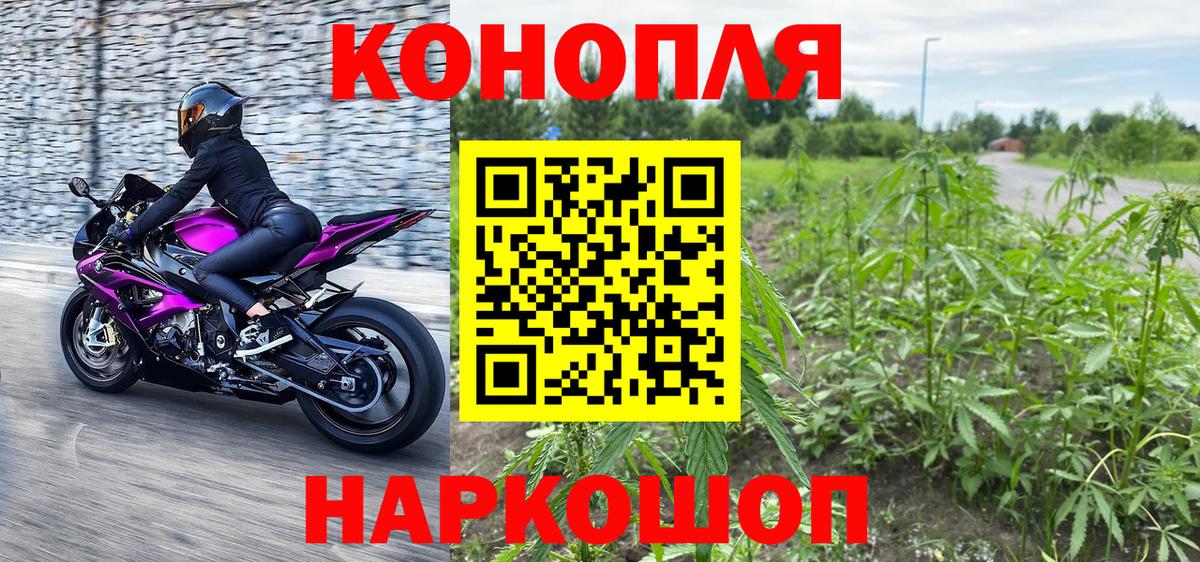 Каннабис сатива Ростов Великий